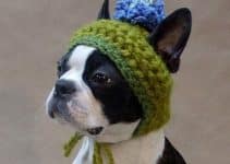 ideas de ropa tejida para perros modelos patrones gratis