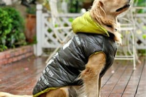 como hacer ropa para perros grandes para lluvia