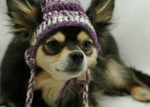aprende como hacer una gorra para perro en crochet y tela