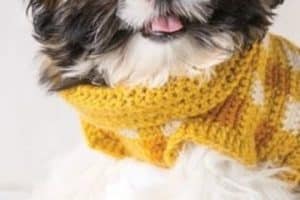 confort y estilo con estos chalecos tejidos para perros