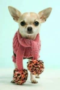 jerseys para perros pequeños con bufanda