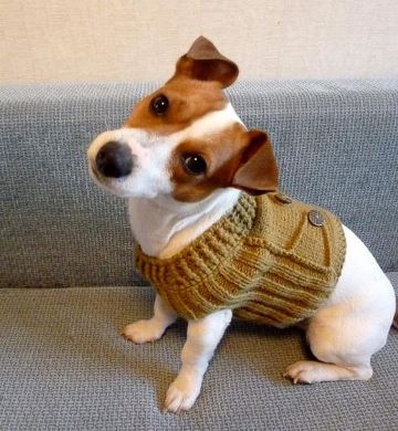 jerseys para perros pequeños tejido a dos agujas