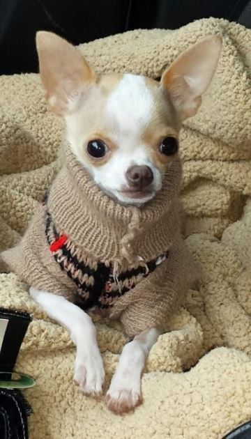jerseys para perros pequeños tejido