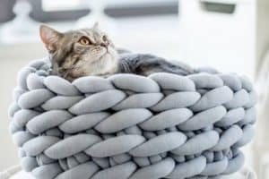 3 diseños geniales de camas tejidas para gatos