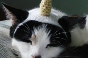 4 divertidos diseños de gorros para gatos a crochet