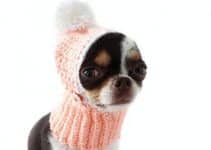 3 curiosos gorros tejidos para perritos a crochet